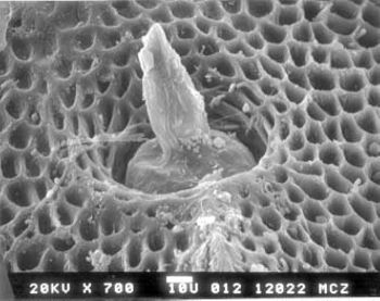 Media type: image; Herpetology R-102450